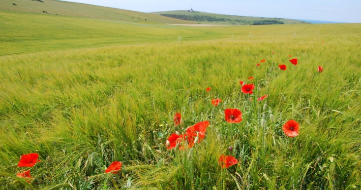 Poppies Flower